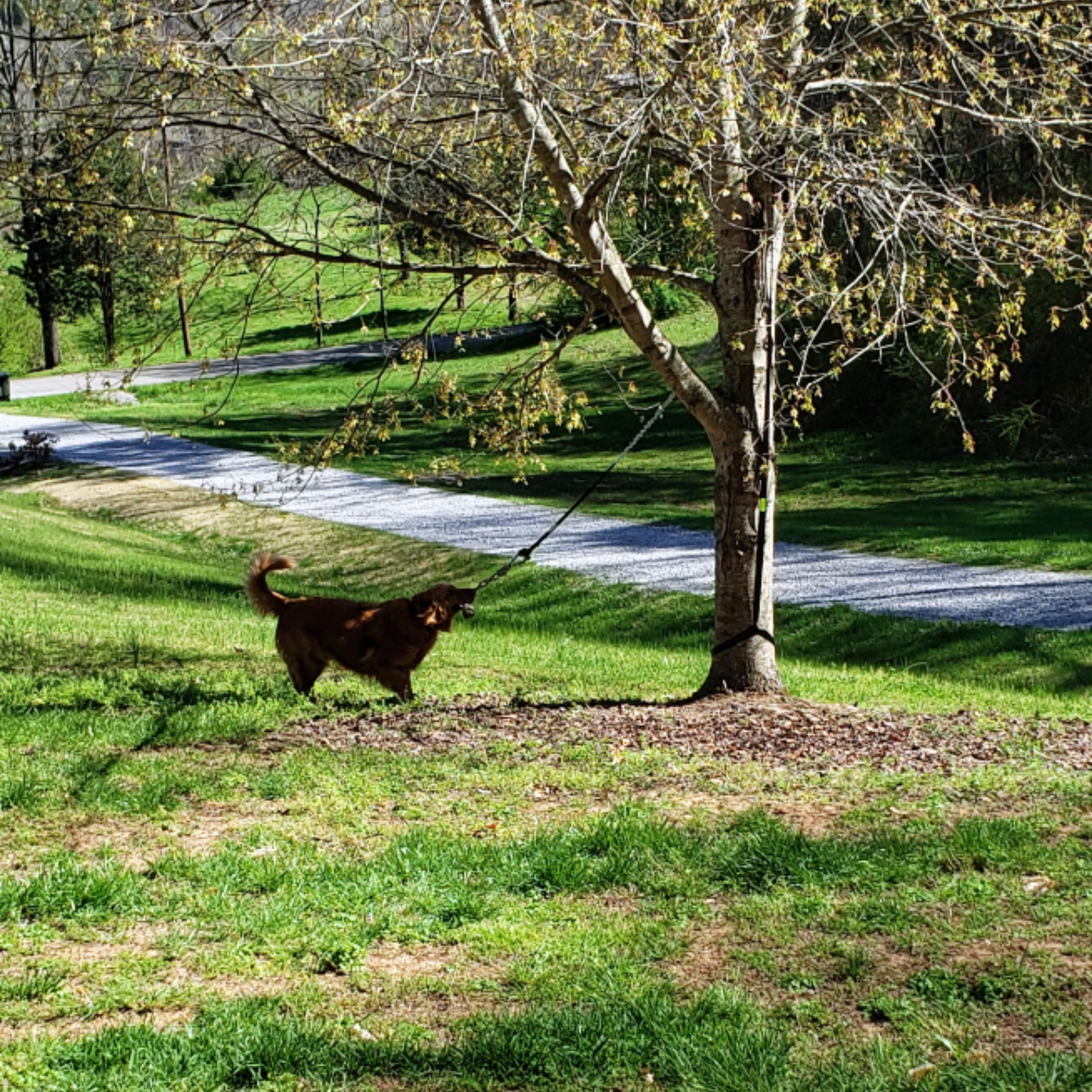 Juguete interactivo para perros: ¡diversión garantizada!